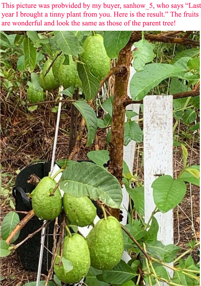 1 Asian Cream White Tropical Guava Fruit Tree Psidium Guajava Tree App 14″