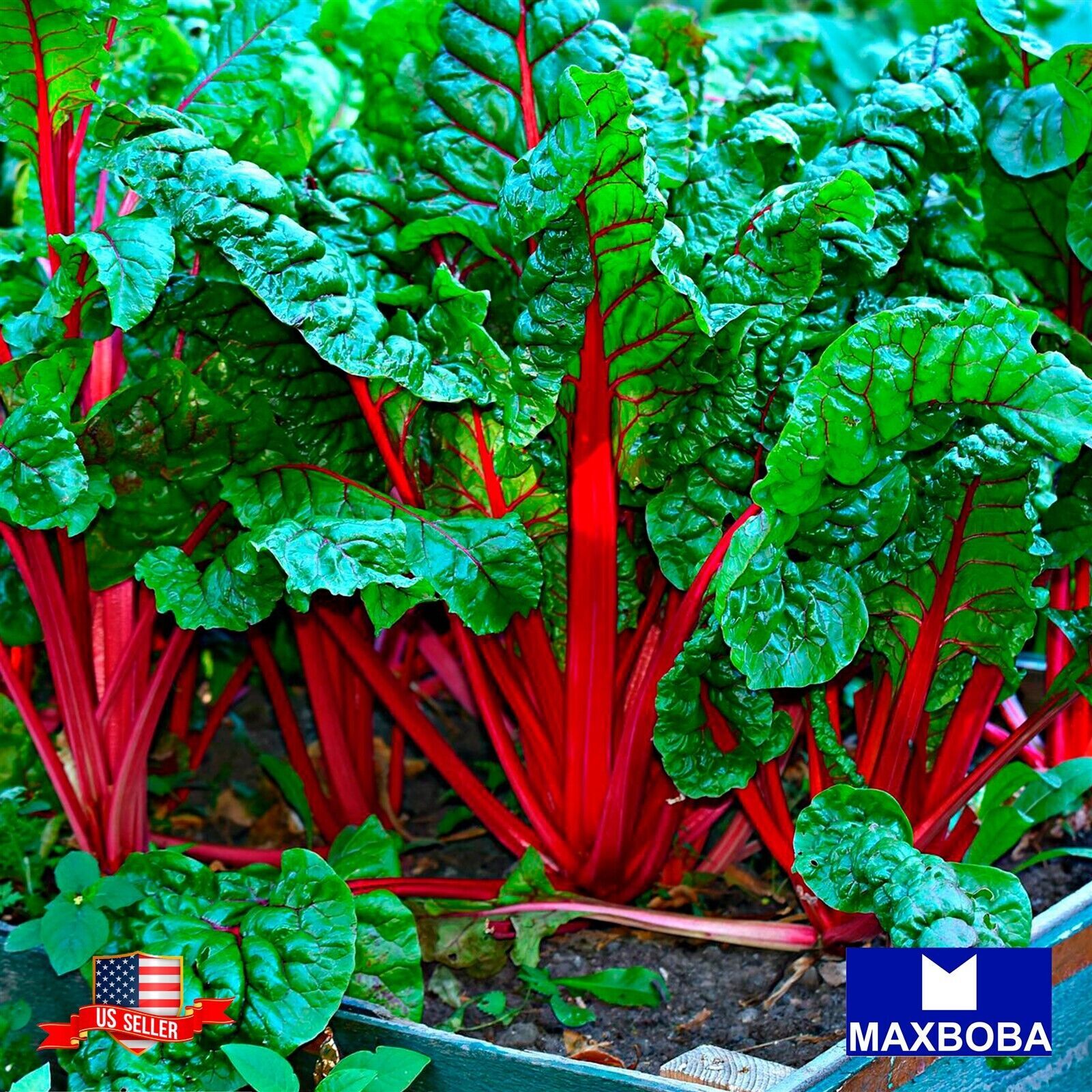 Fresh!!Swiss Chard Seeds Rhubarb Non-GMO Heirloom Vegetable Garden