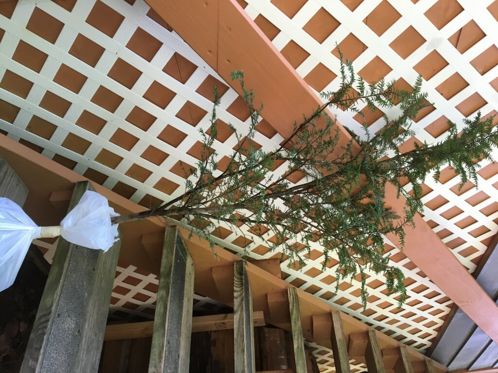 GEORGIA APPALACHIAN MOUNTAIN EASTERN HEMLOCK 2 FT FRESH STARTER TREE Qty-10