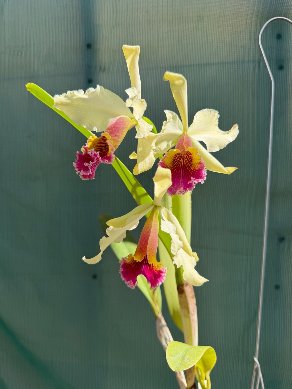 Cattleya TRIUMPHANS orchid plant IN BLOOM dowiana-rex #7