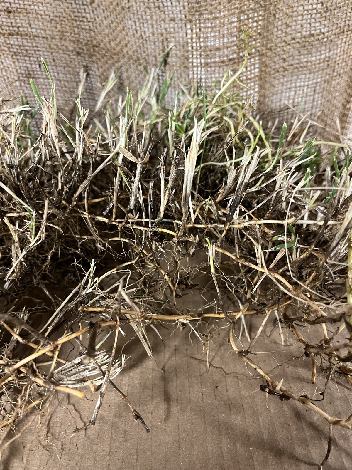 Dormant Zoysia grass handfull of rhizomes/stolones good for 10-15 plugs or more