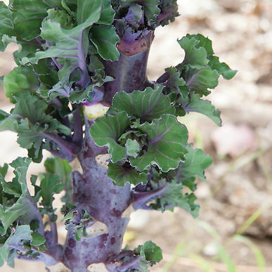 Kalette Early Fall 100 seeds