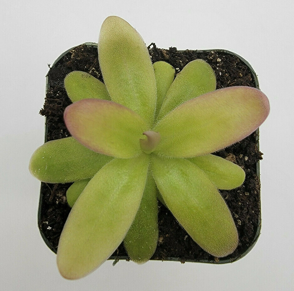 Pinguicula moranensis var. roseii (Butterworts) carnivorous plant