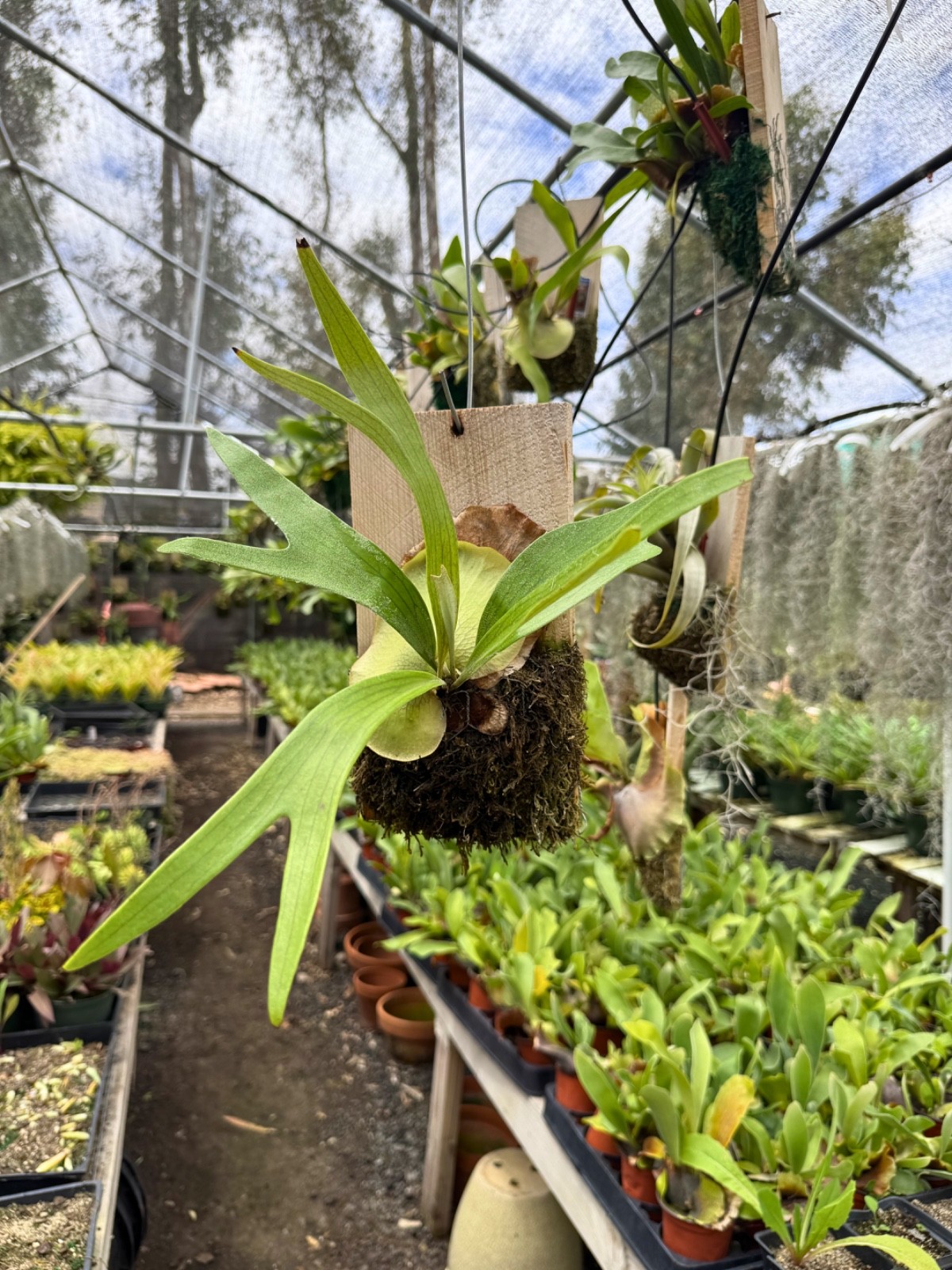 STAGHORN FERN ALCICORNE MOUNTED 10×5 Wood Plank Platycerium Rooted In/Outdoor