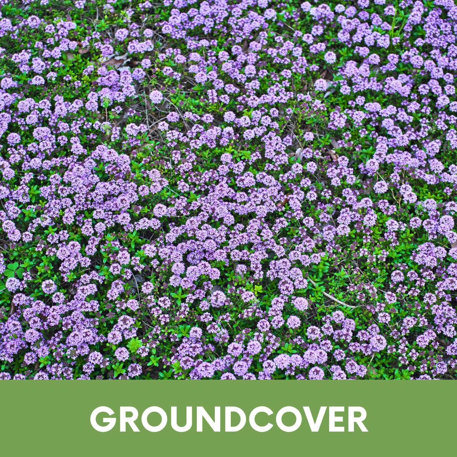 Flawn Seed Creeping Thyme, Easy Spread Shaker, Pollinator Friendly, Ground Cover