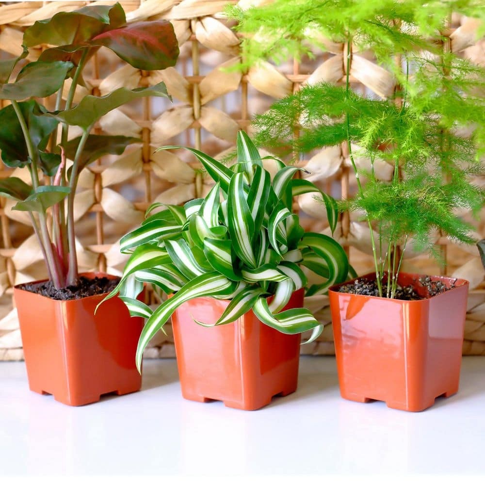 Easy Live House (12 Pack), Clean Air Plant Pack, 2 In. Grower Pots, Popular Indo