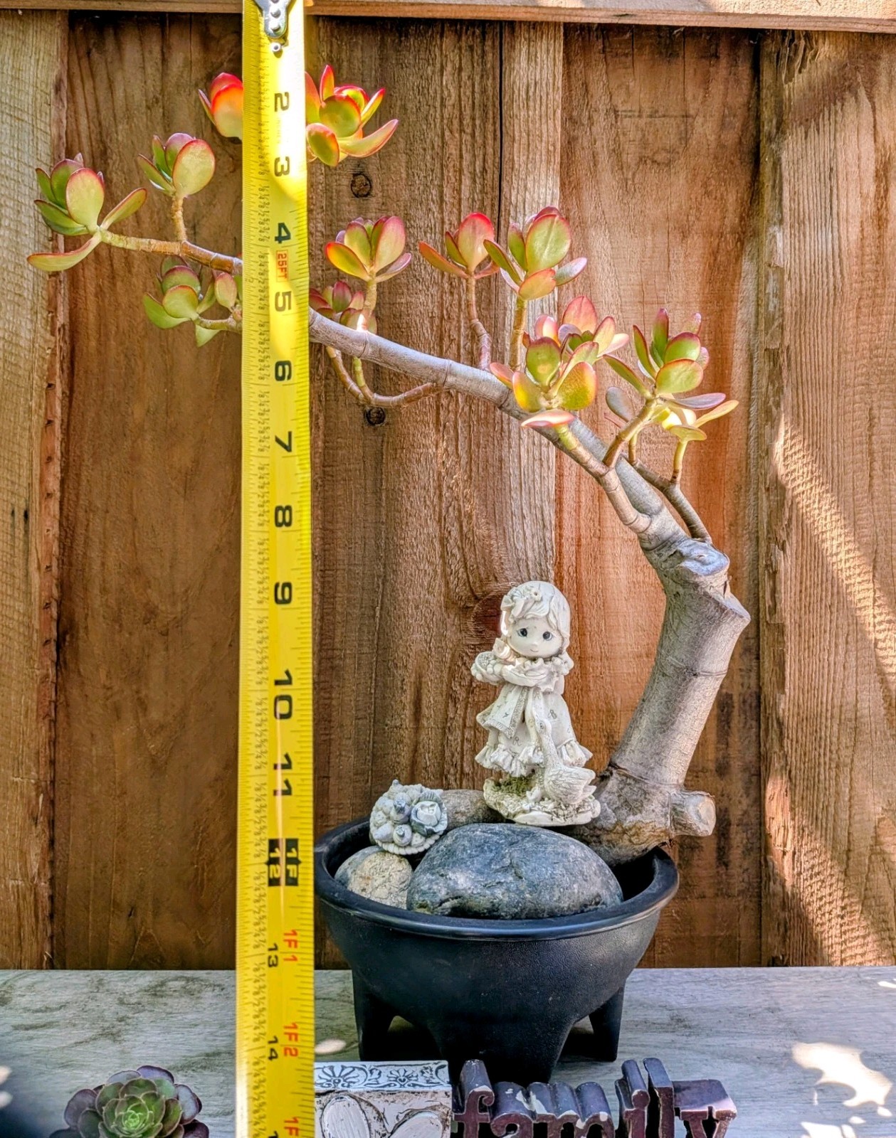 Jade Plant Thick Trunk Desktop Non Drilled Hole Bonsai @Door Pickup Zip Is 94538