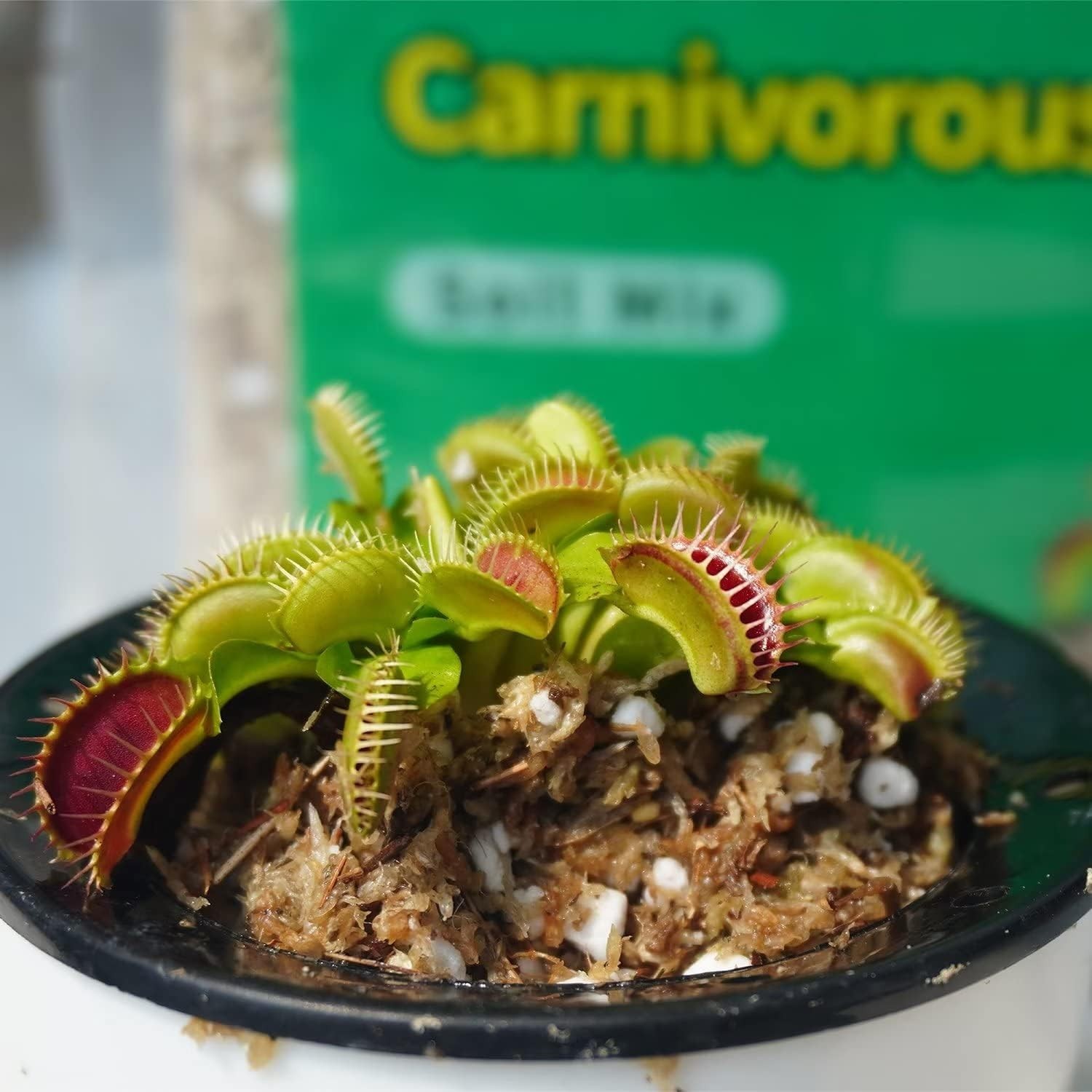 Essential Soil Mix 3 Qt for Seedlings & Carnivorous Plants – Natural Ingredients