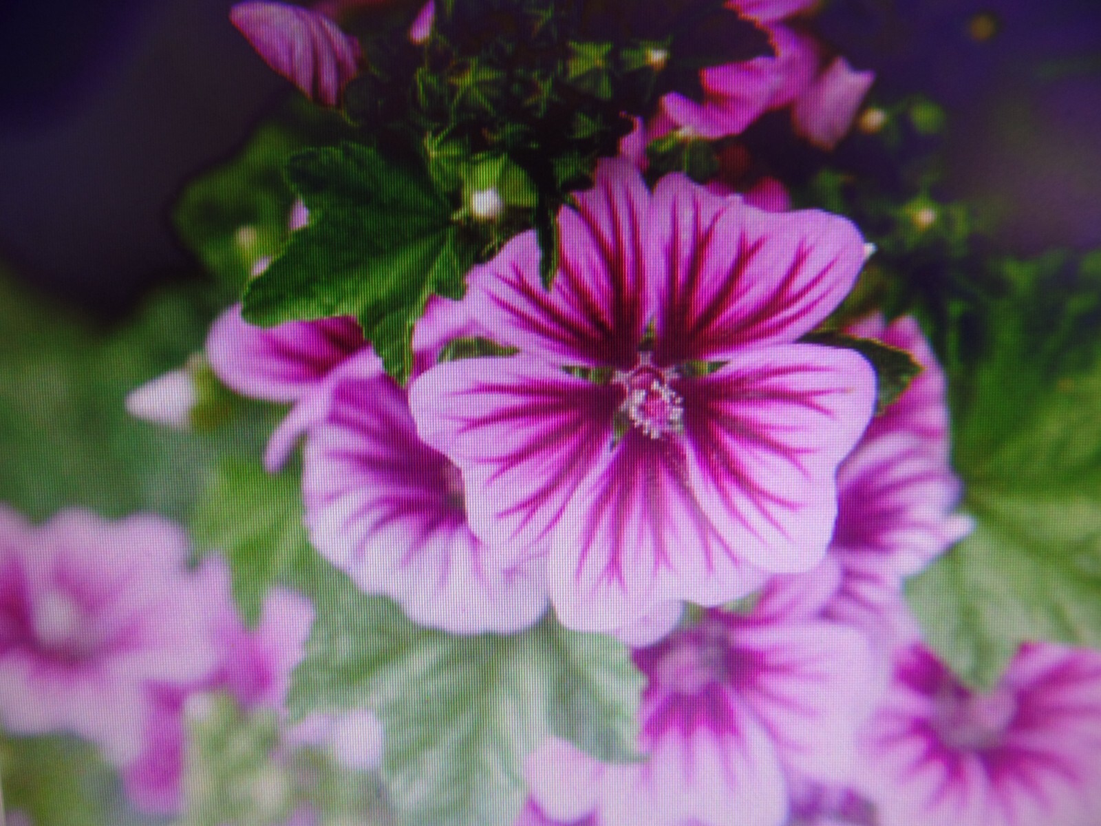Althea Zebrina Seeds 25+