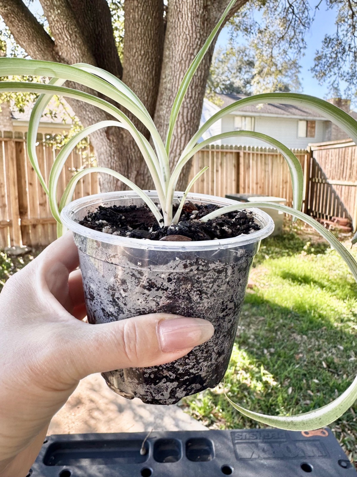 LIVE PLANT Spider Plant Chlorophytum Comosum Bonnie 4.5″ Pot with water tray