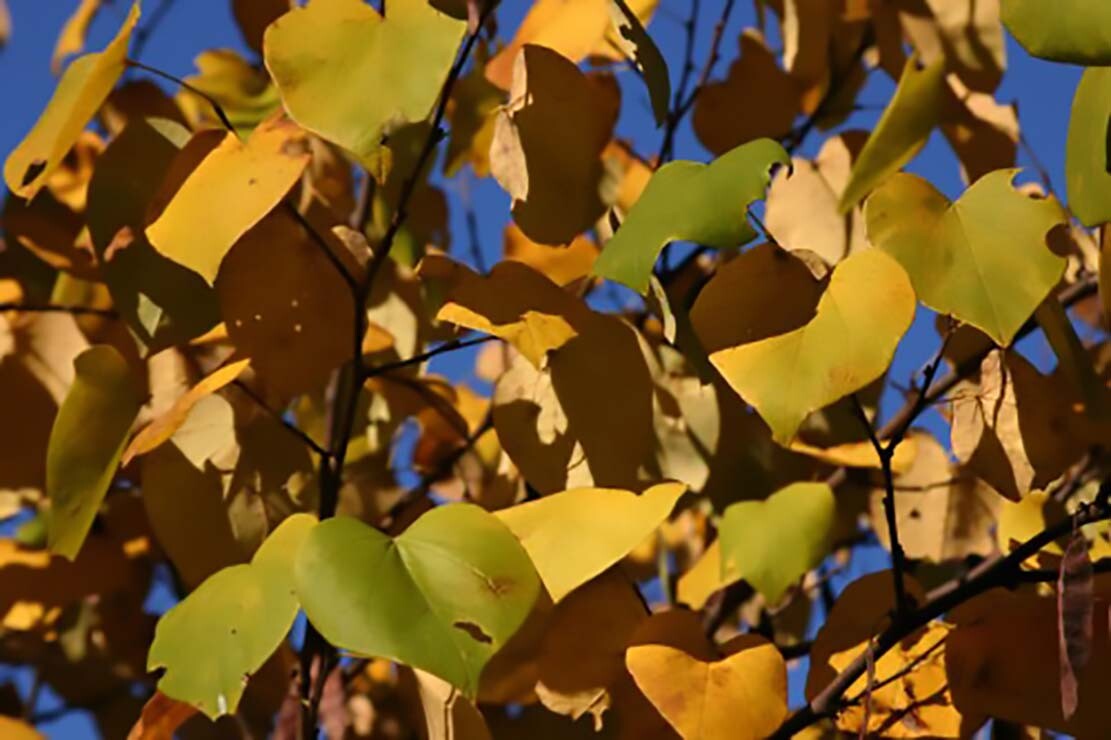 Eastern Red Bud, Cercis Canadensis Tree Seeds
