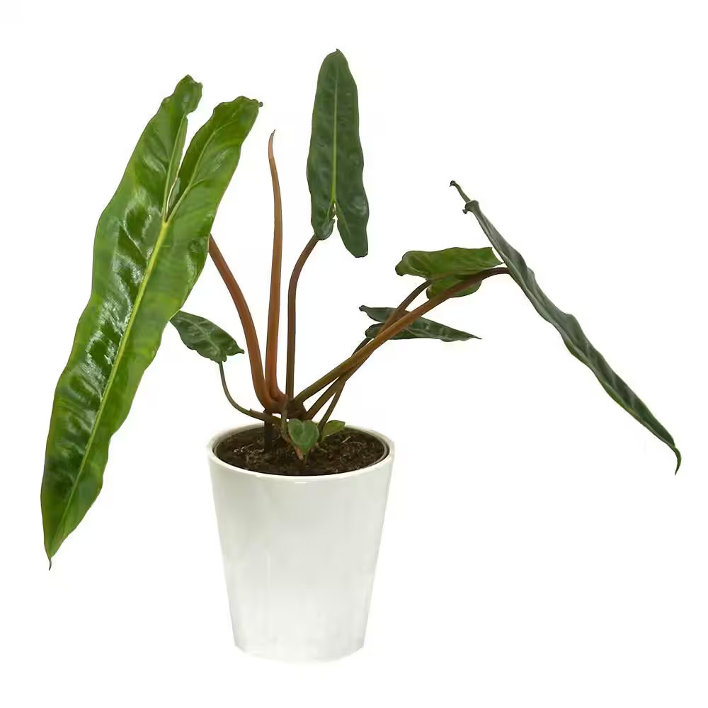 Philodendron Prismacolor Orange Smooth Billietiae Indoor Plant in 5 In. White Ce