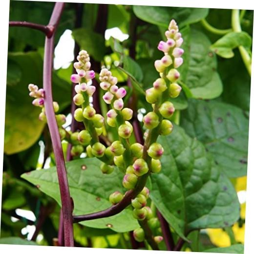 Basella Rubra Malabar Spinach Seeds -00 Pcs. Perennial, Humid & 100 Seeds 1
