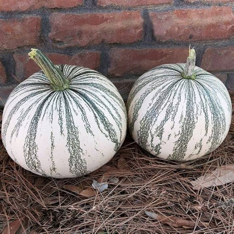 Silver Edge Pumpkin Seeds -Combined S/H! SEE MY STORE