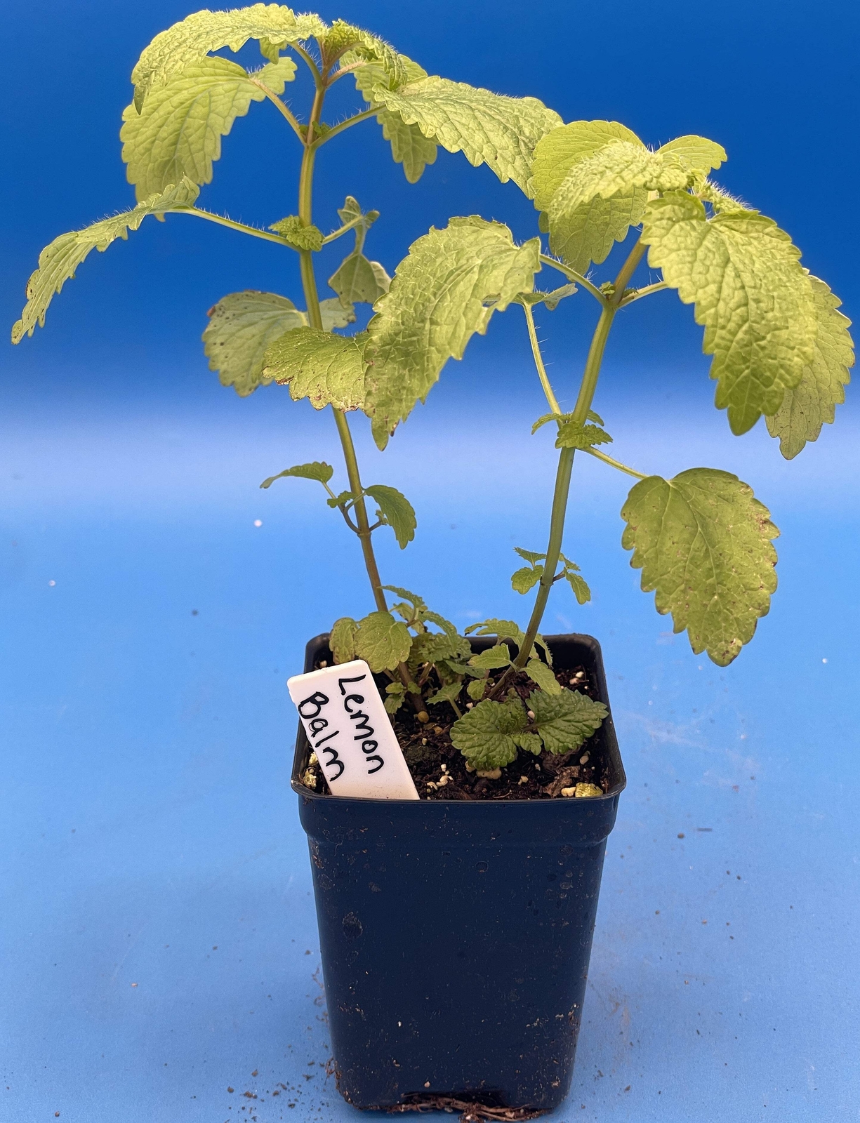 Lemon Balm Starter Plant – Melissa officinalis