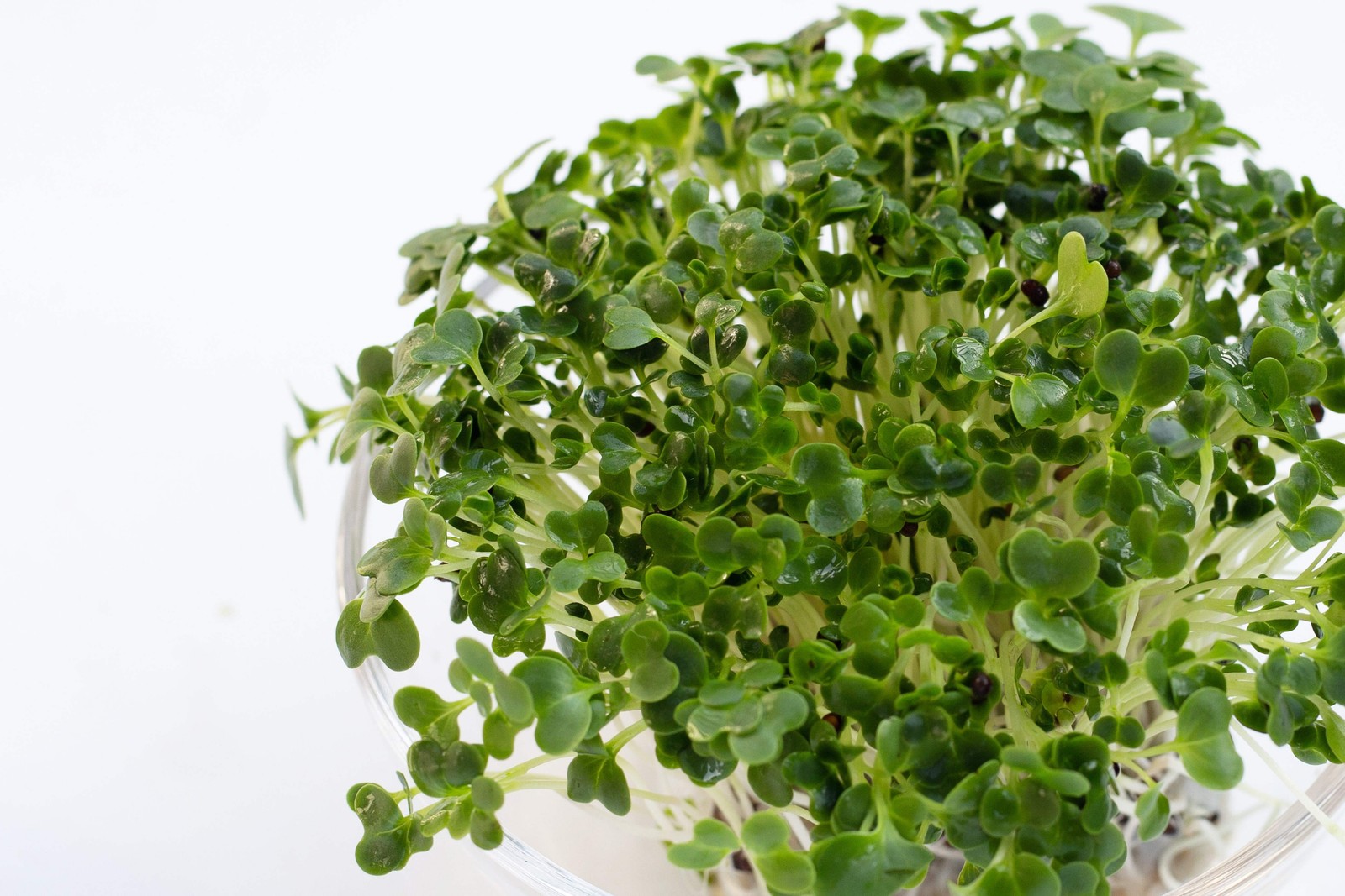 1000 PREMIER KALE Early Hanover Brassica Oleracea Greens Vegetable Seeds *CombSH