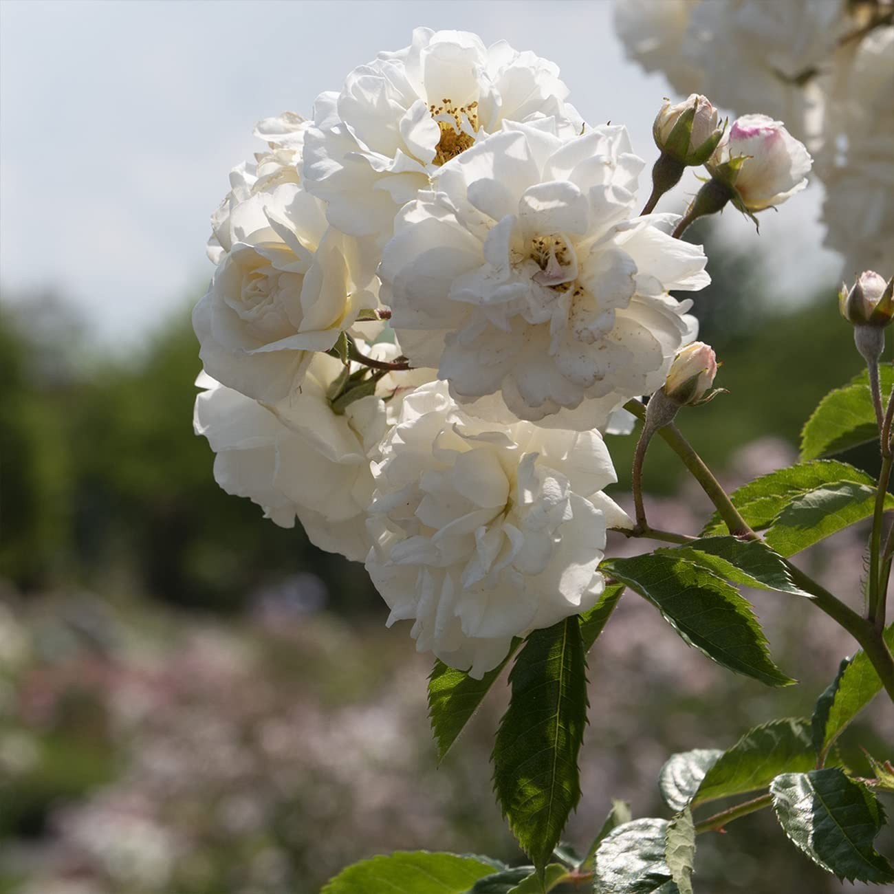 White Drift Rose Tree 3-4ft | Live Outdoor Plant | Reblooming Snow White Flowers