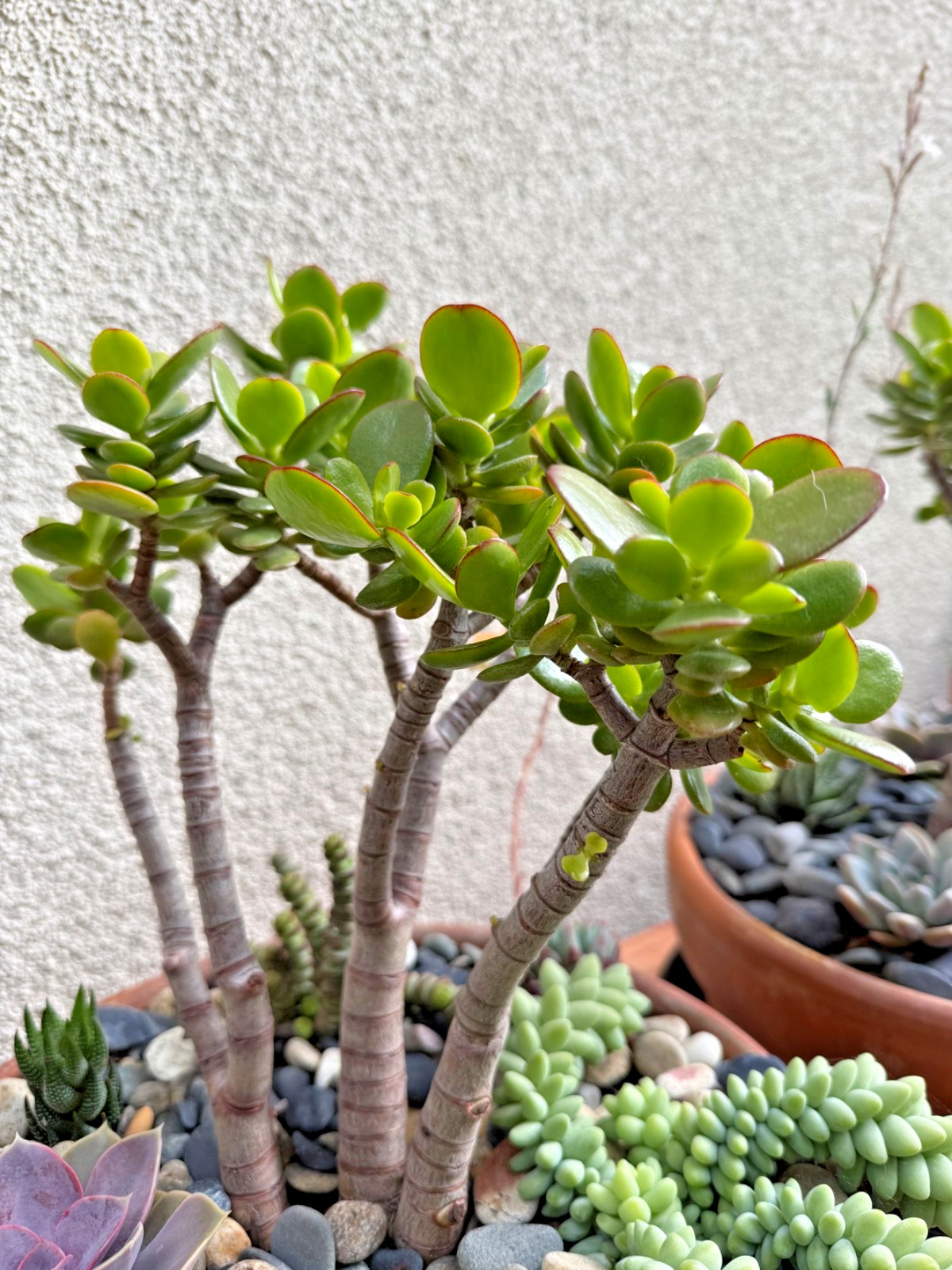 1 Bonsai- Jade Succulent , Crassula Ovata- Money Tree plant, 12”-14” Tall
