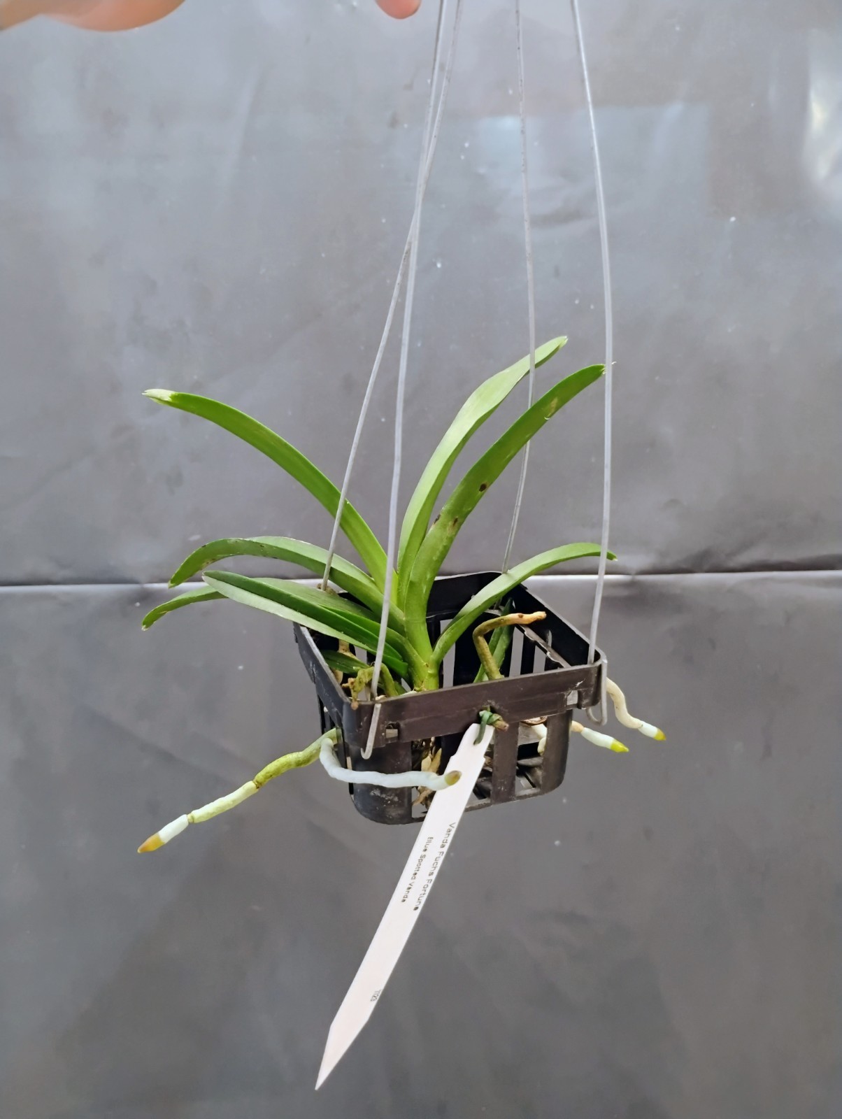 Vanda Orchid – Fuchs Fortune