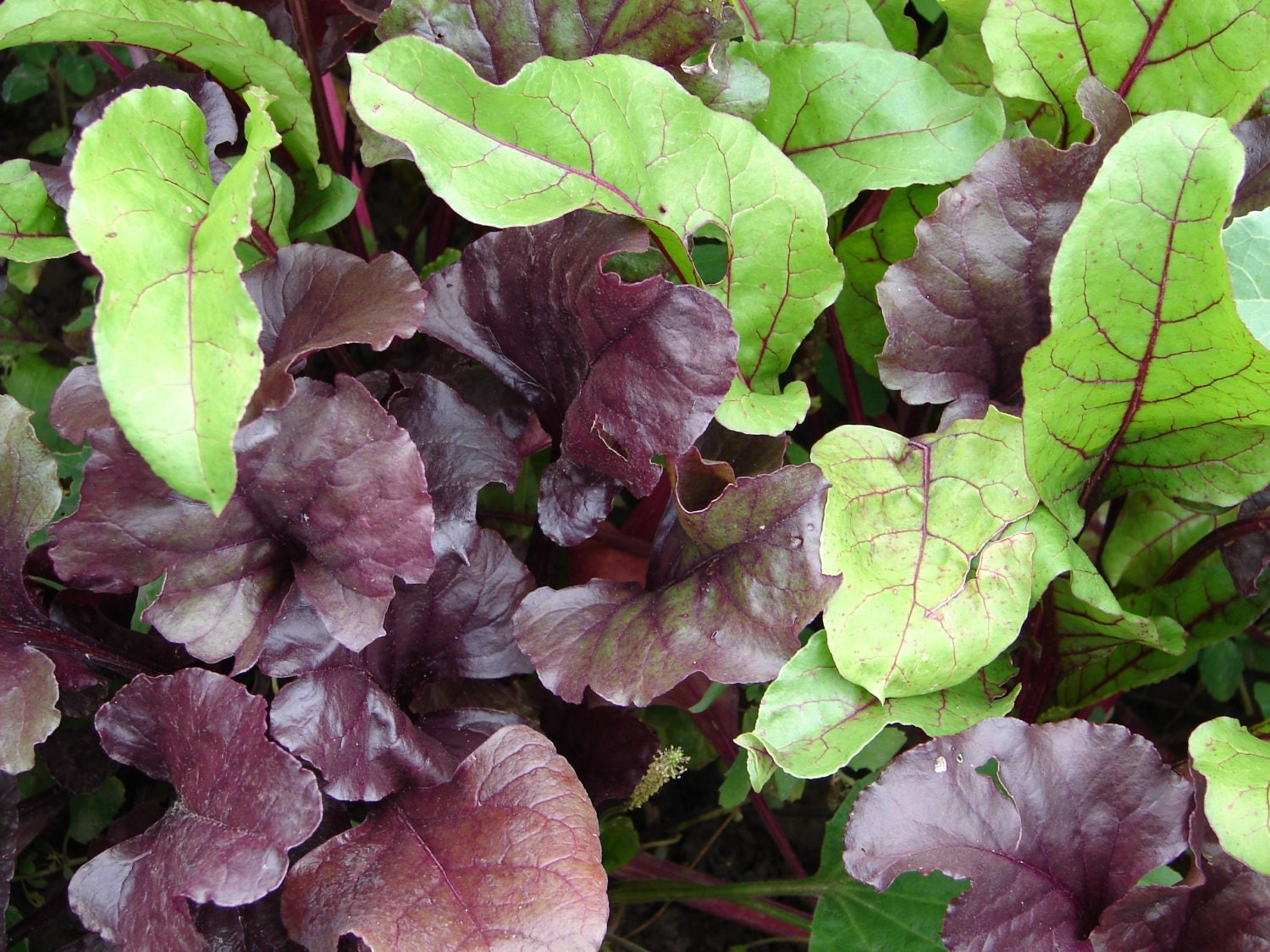 Fall Winter Mix Heirloom Lettuce Seeds Non GMO 500
