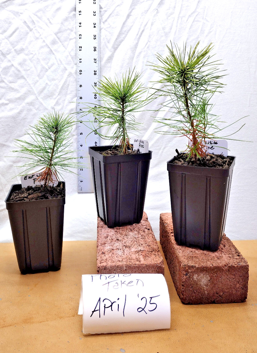 Eastern White Pine 2 year old young tree. Pinus Strobus. Bonsai and Landscape Re
