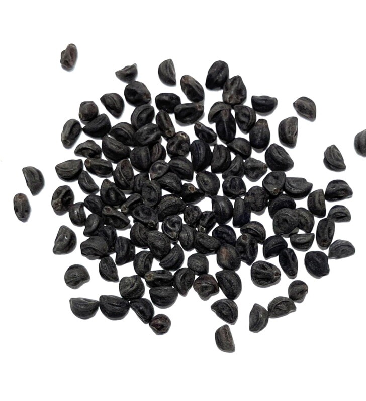50 Royal Purple Morning Glory Seeds | Non-GMO | Free Shipping | Kay’s Seeds