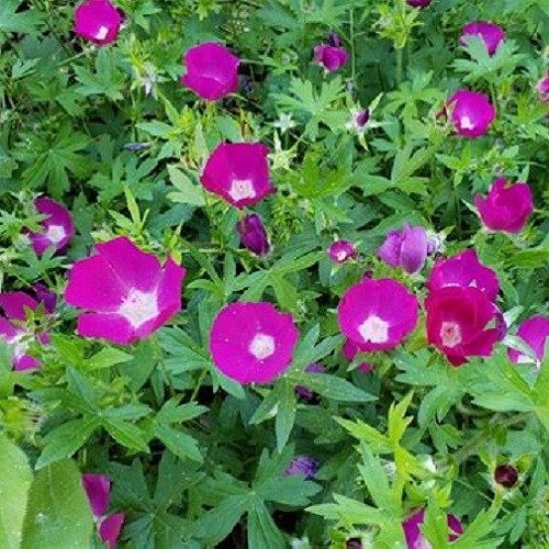 Winecup (Callirhoe involucrata) Purple Poppy Mallow, Buffalo Rose Perennial