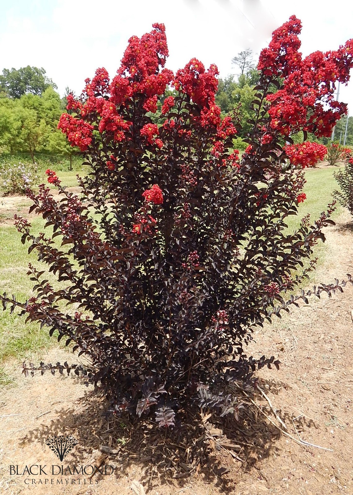 Ruby Thunderstruck Crape Myrtle Starter Lagerstroemia Rooted “STARTER” Plant
