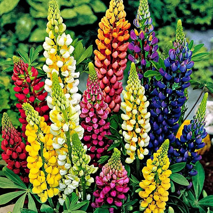 200+ Russell Lupine Mixed Colors Seeds – PERENNIAL —- Hummingbirds & Bees Love