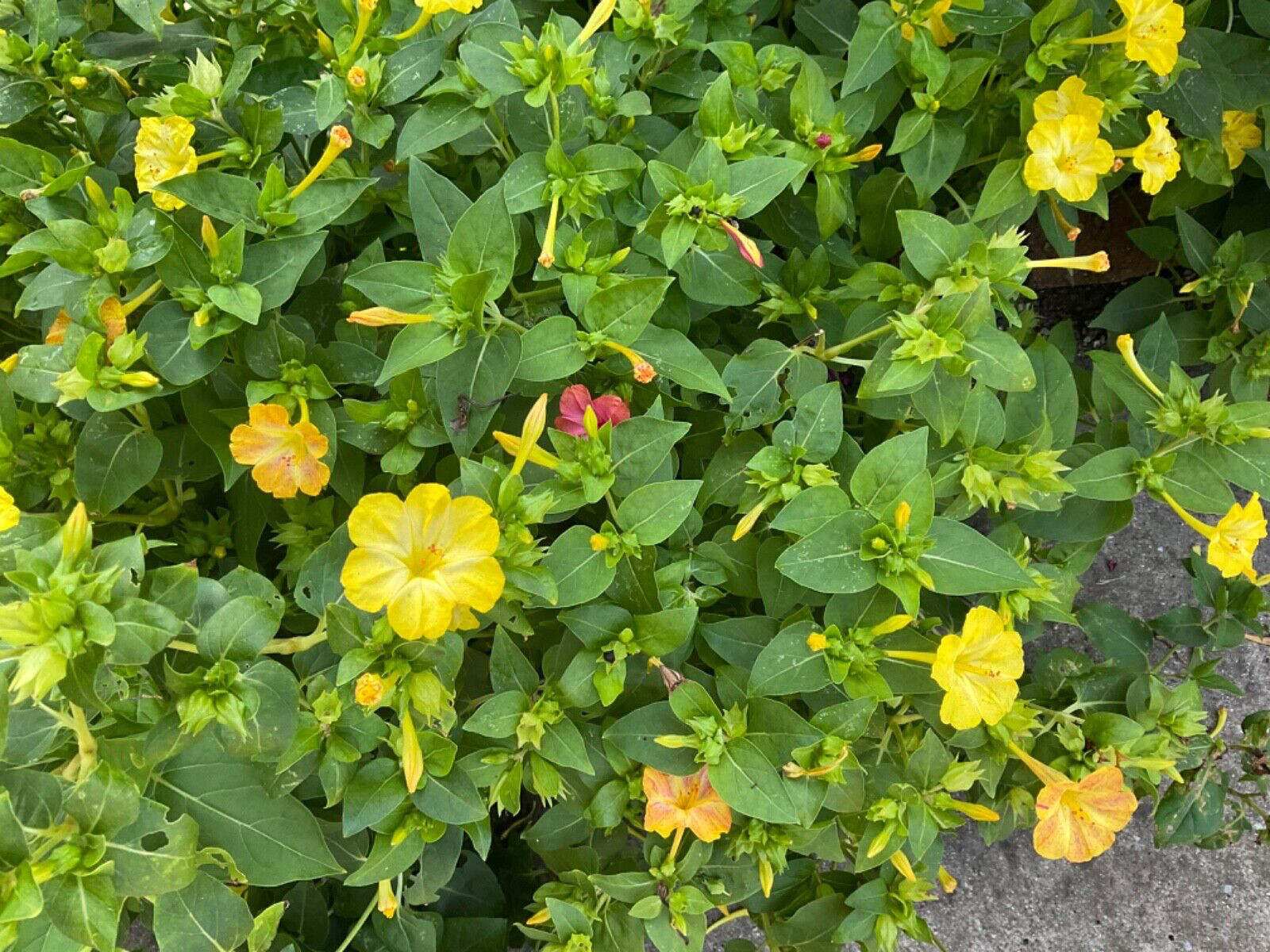4 oclock seeds 50 Count* yellow with some red mixed in .