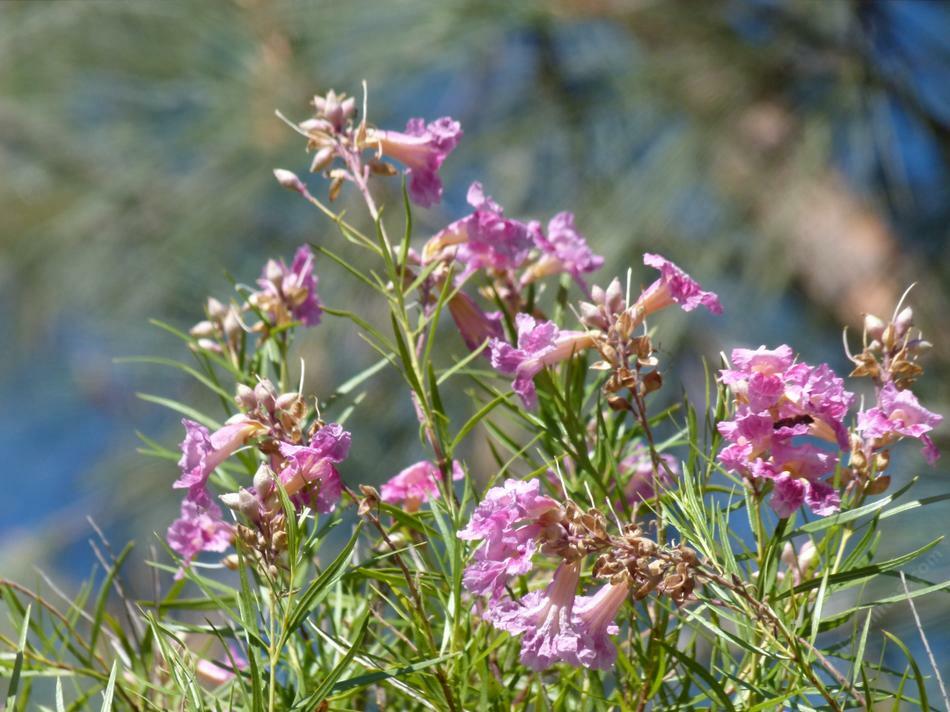 40+ Desert Willow Tree Seeds Freshly Harvested, Purple Orchid Flower (25B)