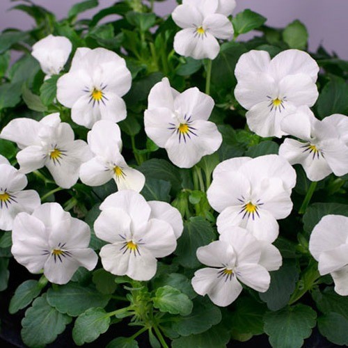 1000 Seeds Viola Seed – Viola White Perfection Flower Seeds