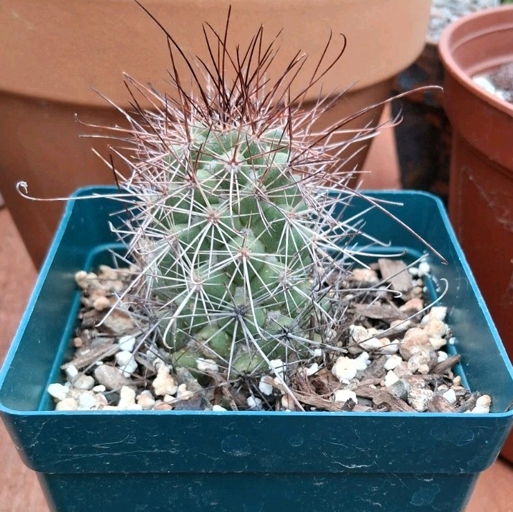 Mammillaria Poselgeri EXOTIC rare Cactus From BAJA MEXICO! Ships In A 4″ Pot!