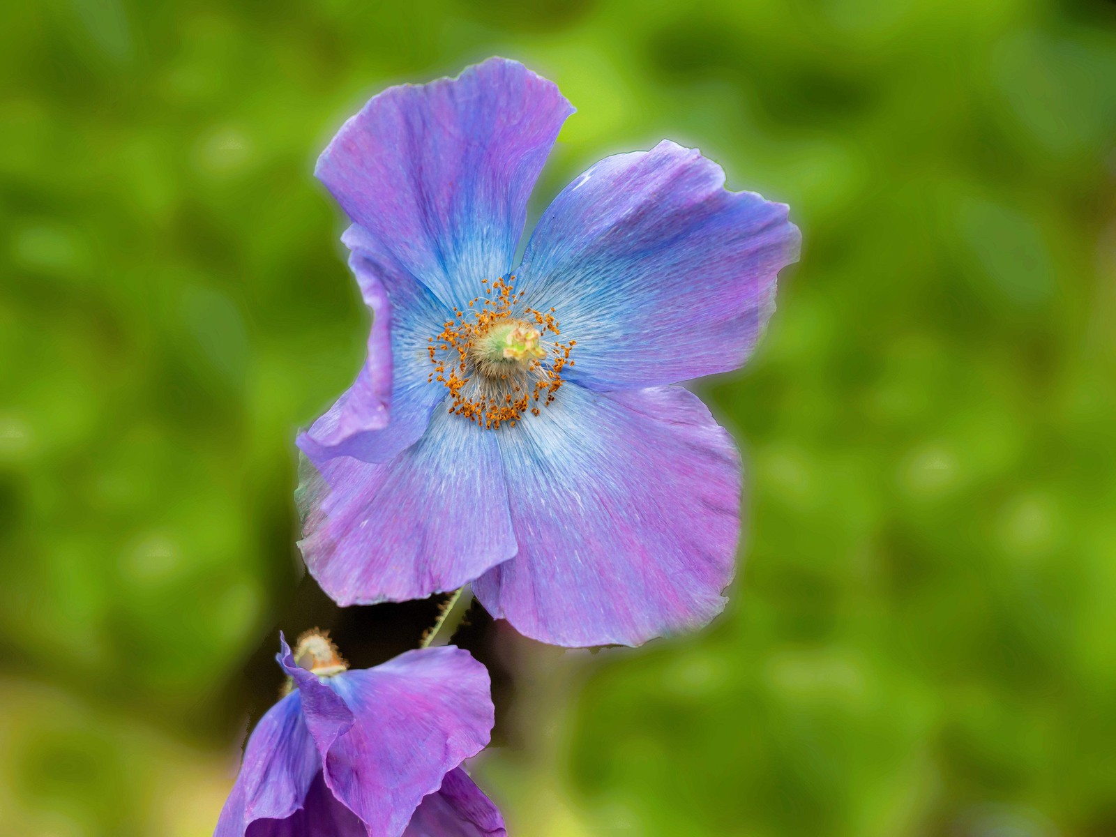 10 MIXED HIMALAYAN POPPY Blue Red Violet Meconopsis Napaulensis Mix Flower Seeds