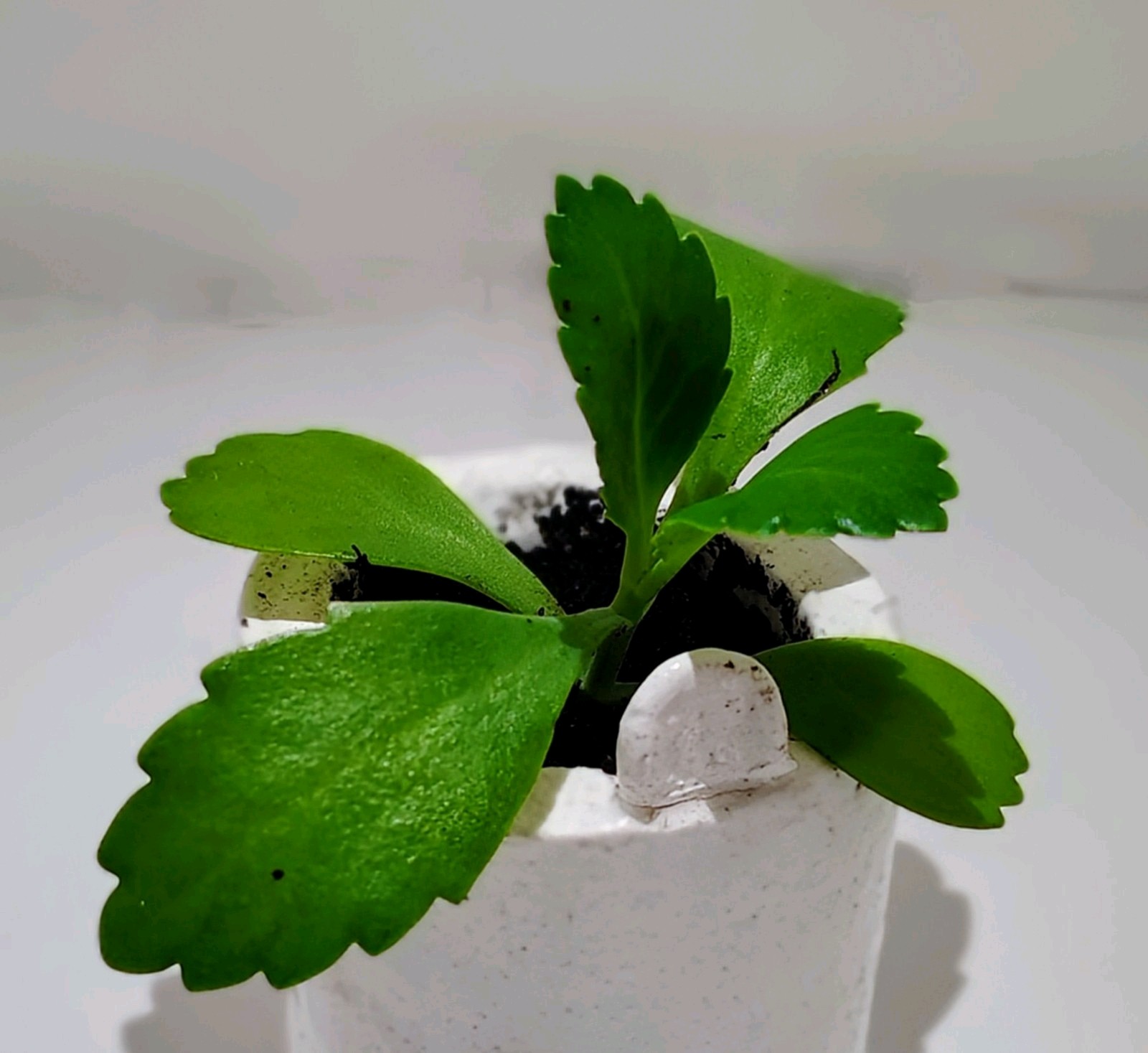 Mother of thousands Kalanchoe rare succulent Live Plant