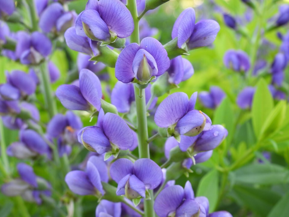 BAPTISIA AUSTRALIS~LIVE BLUE INDIGO PLANT GROWS 3-4 FEET TALL 100’S OF FLOWERS!!