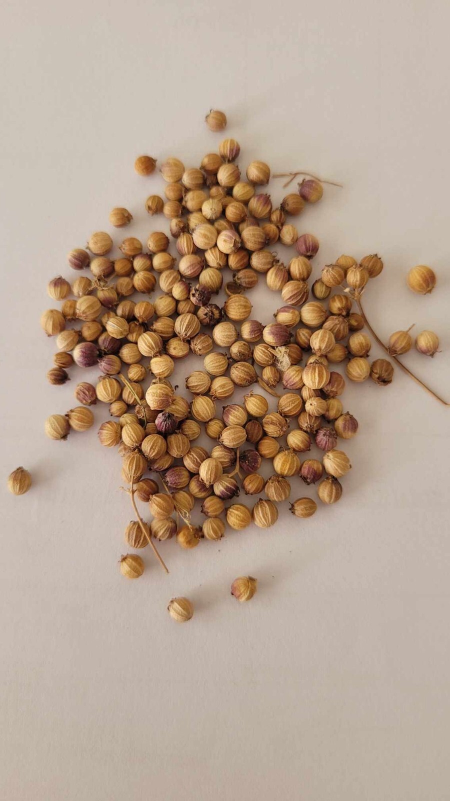 Cilantro Seeds Coriander Seeds Organic