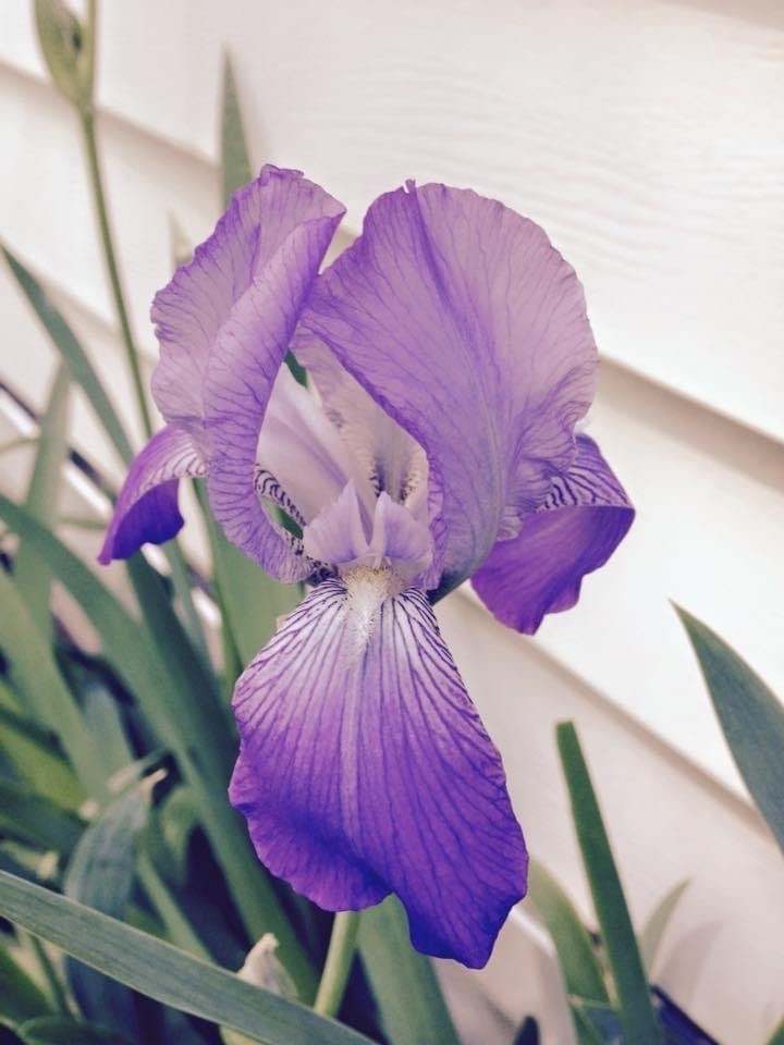 Four Purple Border Iris Rhizome Perennial