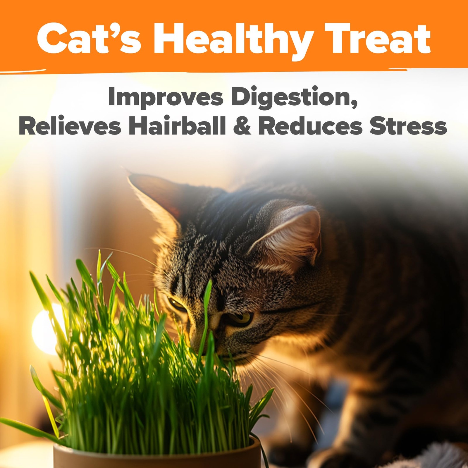 Home Grown 3200+ Indoor Cat Grass Refill – Non-GMO USA Grown Catnip, Oat & Al…