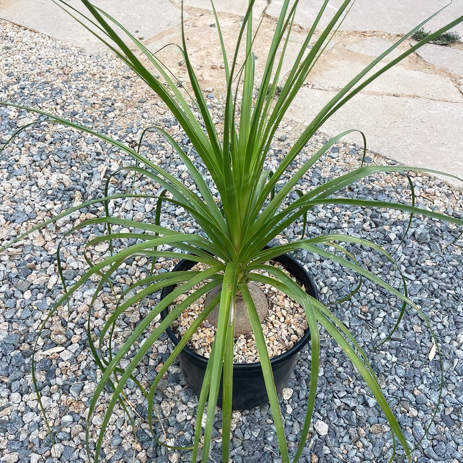 Ponytail palm ‘Beaucarnea recurvata’ cactus Cacti Succulent real live plant