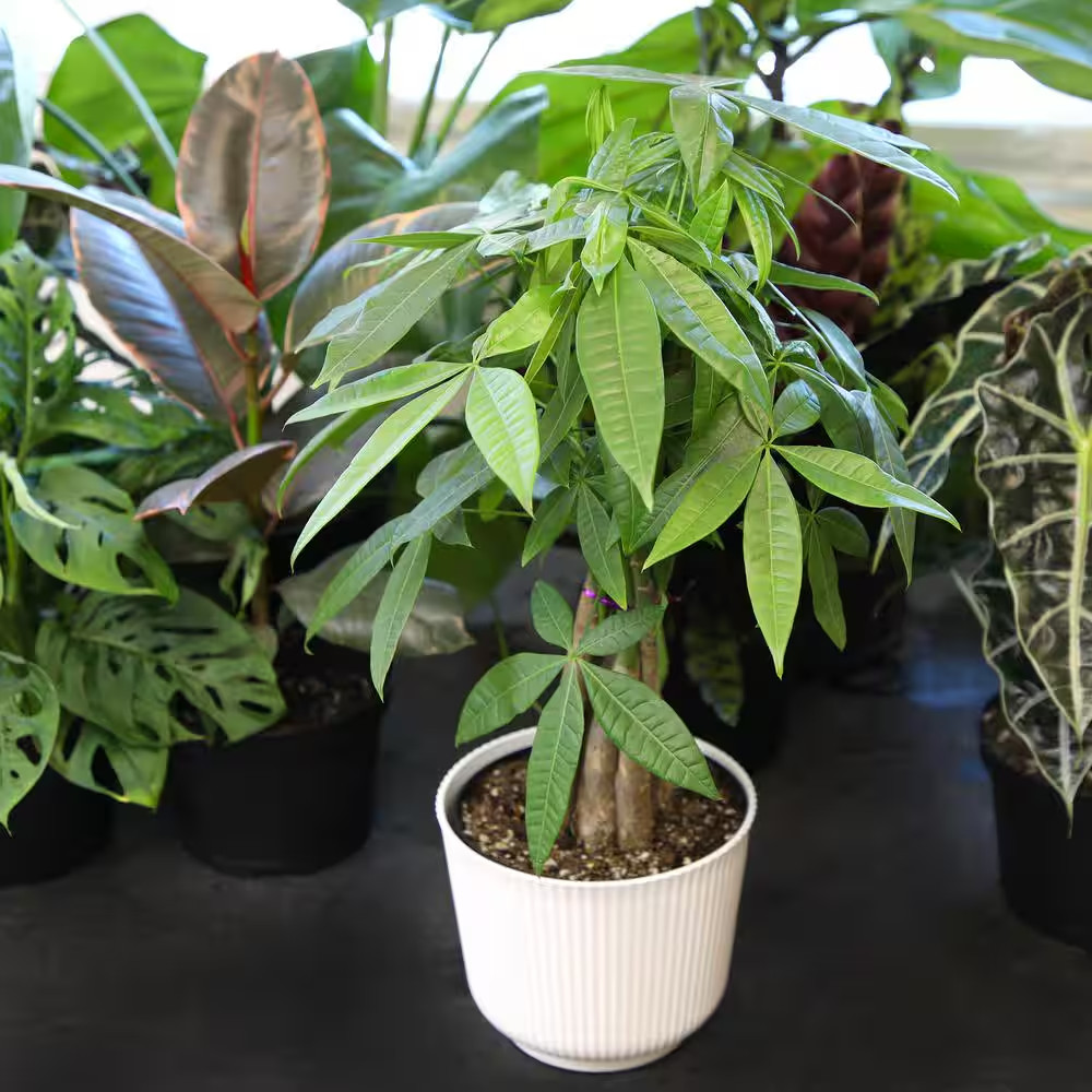 Money Tree Houseplant (Approximately 20 In. Tall) Pet-Friendly Plant Gift in Whi