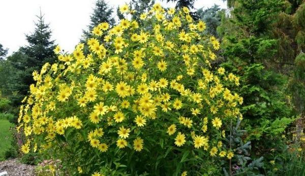 Sunflower Lemon Queen | Small Wood Sunflower | 50 Seeds