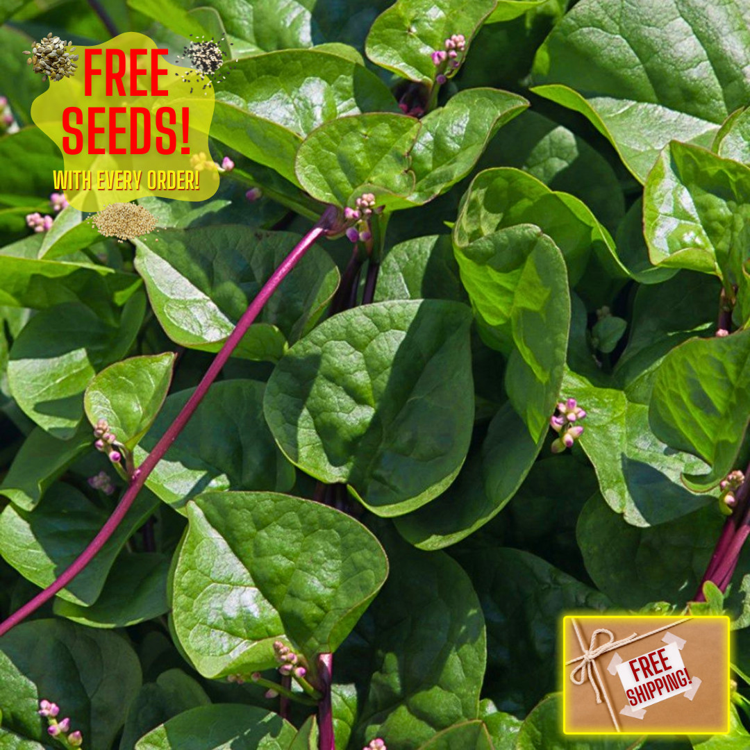 Fresh Red Malabar Spinach Seeds | Mong Toi | Heirloom Non-GMO | Asian Vegetable