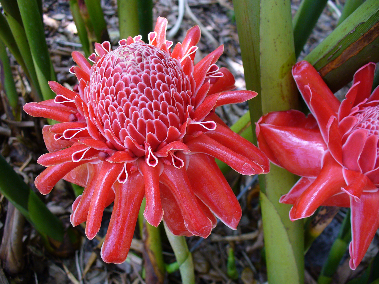 Etlingera elatior RED TORCH GINGER Seeds!