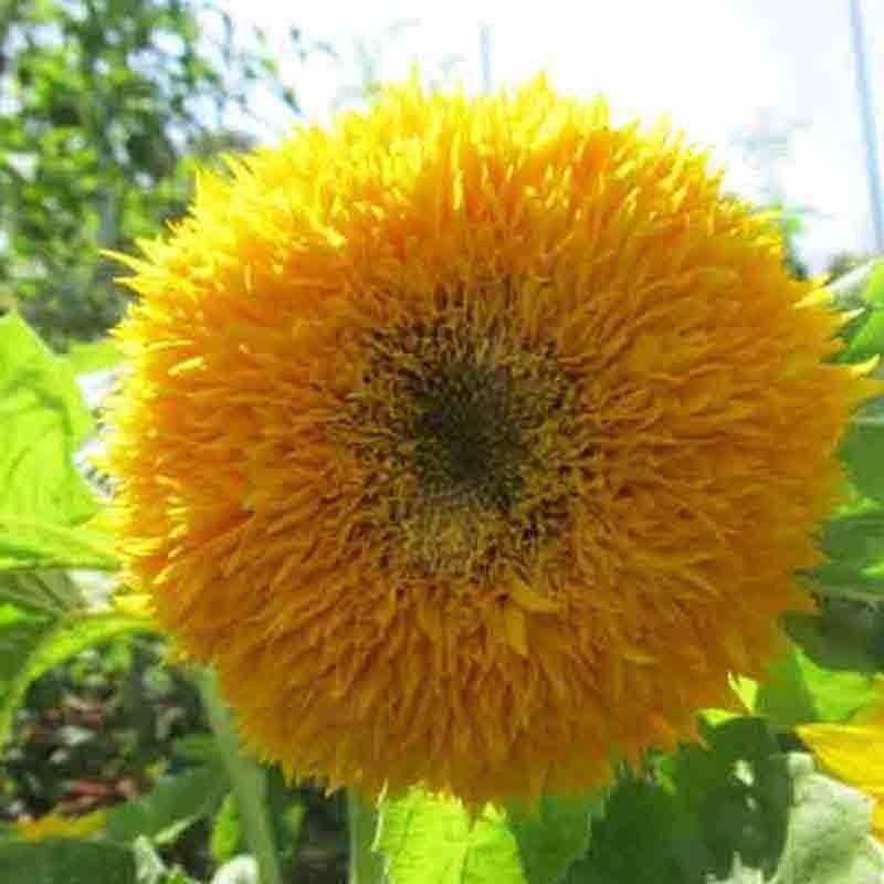 50+ DOUBLE TALL TEDDY SUNFLOWER SEEDS SPRING NON-GMO GIANT RARE BUTTERFLIES USA