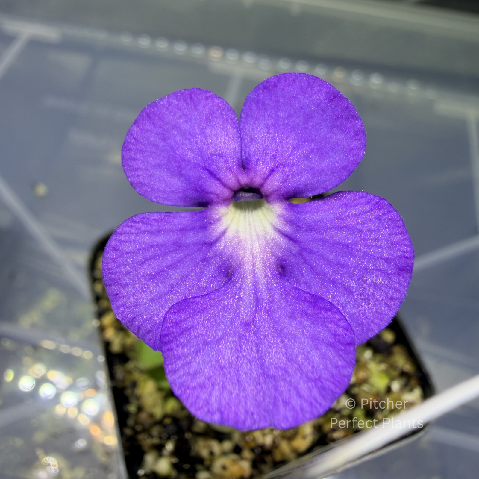Pinguicula cyclosecta – Butterwort carnivorous plant