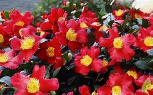 **YULETIDE**Camellia Japonica–Live STARTER Plant–BOLD RED WITH GOLD STAMENS!