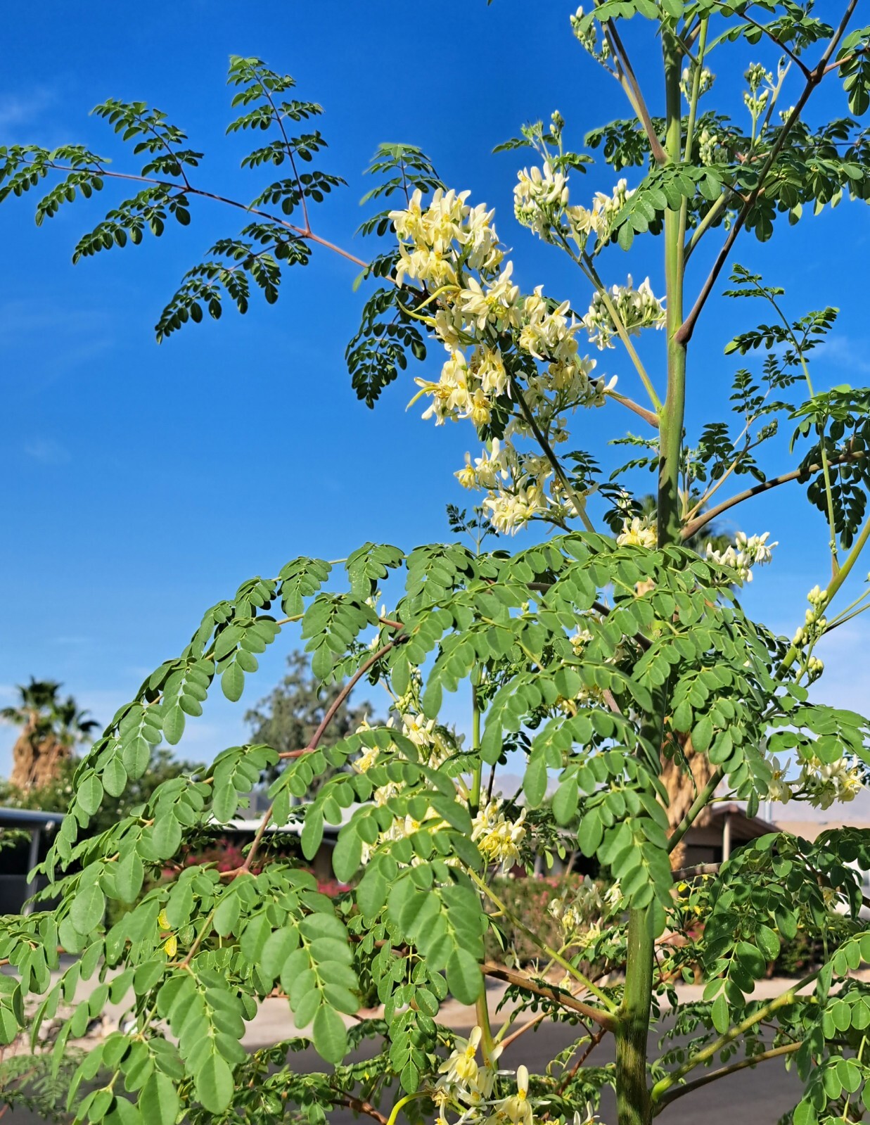Malunggay Seeds Moringa oleifera for planting Newly Harvest 210 Seeds US Grown