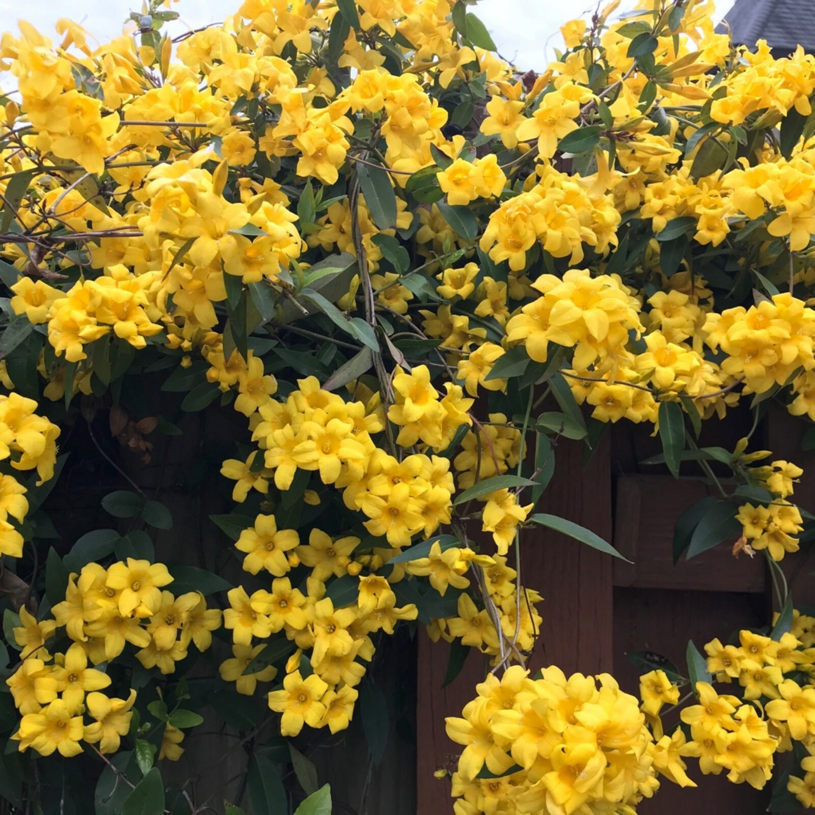 Yellow Jasmine ‘Revolutum’ (Jasminum humile) 2″ Pot Size