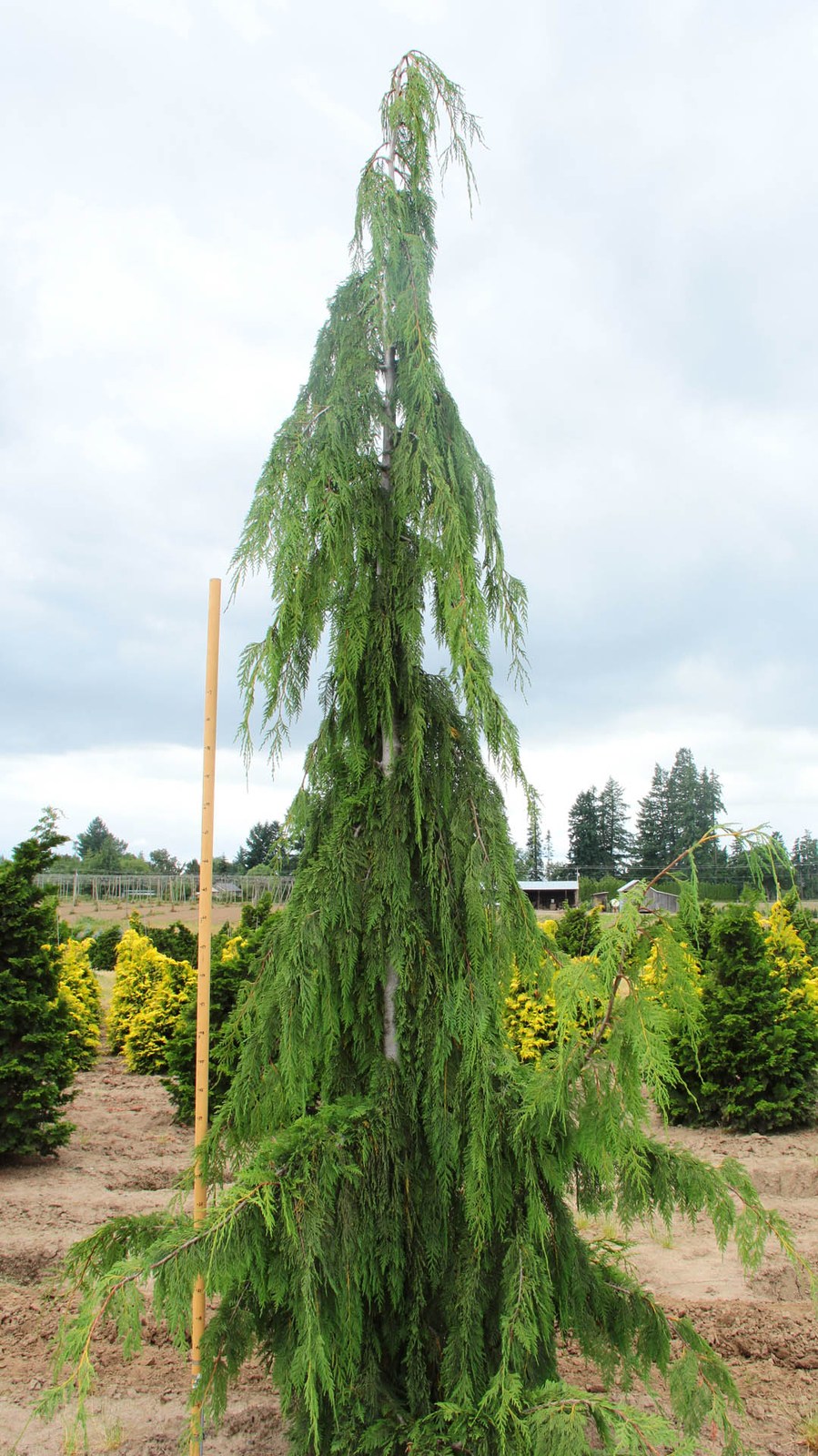 Cupressus nootkatensis ‘Glauca Pendula’ – Alaskan Cedar *Live Plant